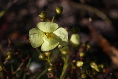 Drosera zigzagia
