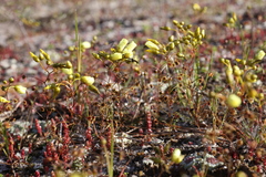 Drosera zigzagia