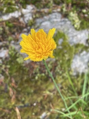 Scorzoneroides autumnalis