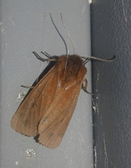Phragmatobia amurensis