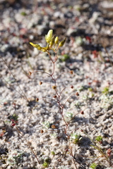 Drosera zigzagia