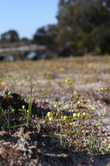 Drosera zigzagia