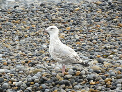 Larus argentatus argentatus