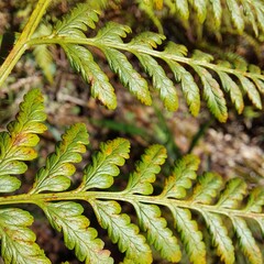 Pteridium esculentum
