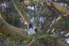 Buteo augur