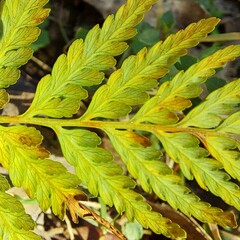 Pteridium esculentum