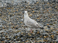 Larus argentatus argentatus