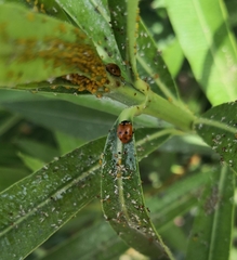 Hippodamia variegata