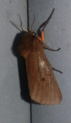 Phragmatobia amurensis