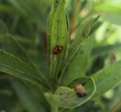 Hippodamia variegata