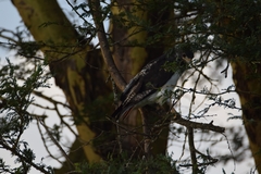 Buteo augur