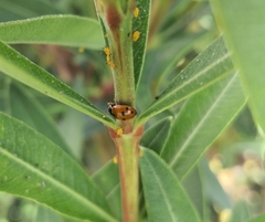 Hippodamia variegata