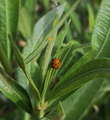 Hippodamia variegata