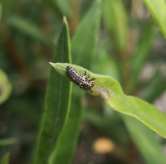 Hippodamia variegata