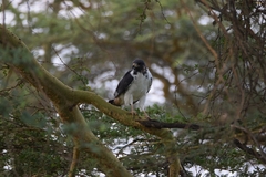 Buteo augur