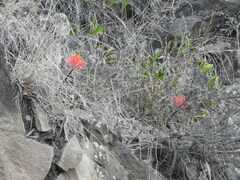 Scadoxus multiflorus multiflorus