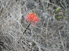 Scadoxus multiflorus multiflorus