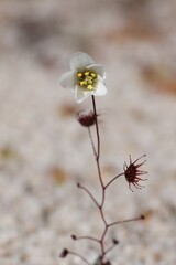 Drosera salina