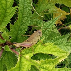 Peripolus