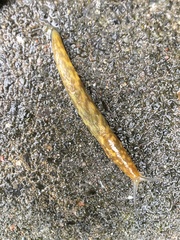 Limacus maculatus