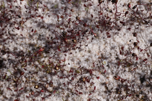 Drosera salina