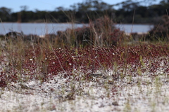 Drosera salina
