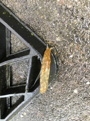 Limacus maculatus