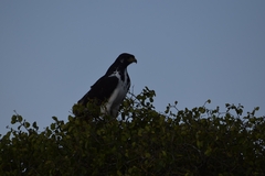 Buteo augur