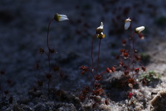 Drosera salina