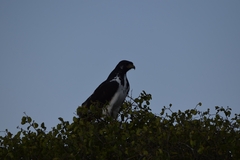 Buteo augur