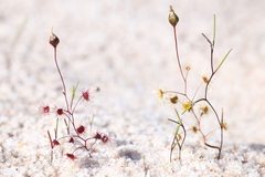 Drosera salina