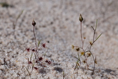 Drosera salina