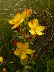 Hypericum linarioides