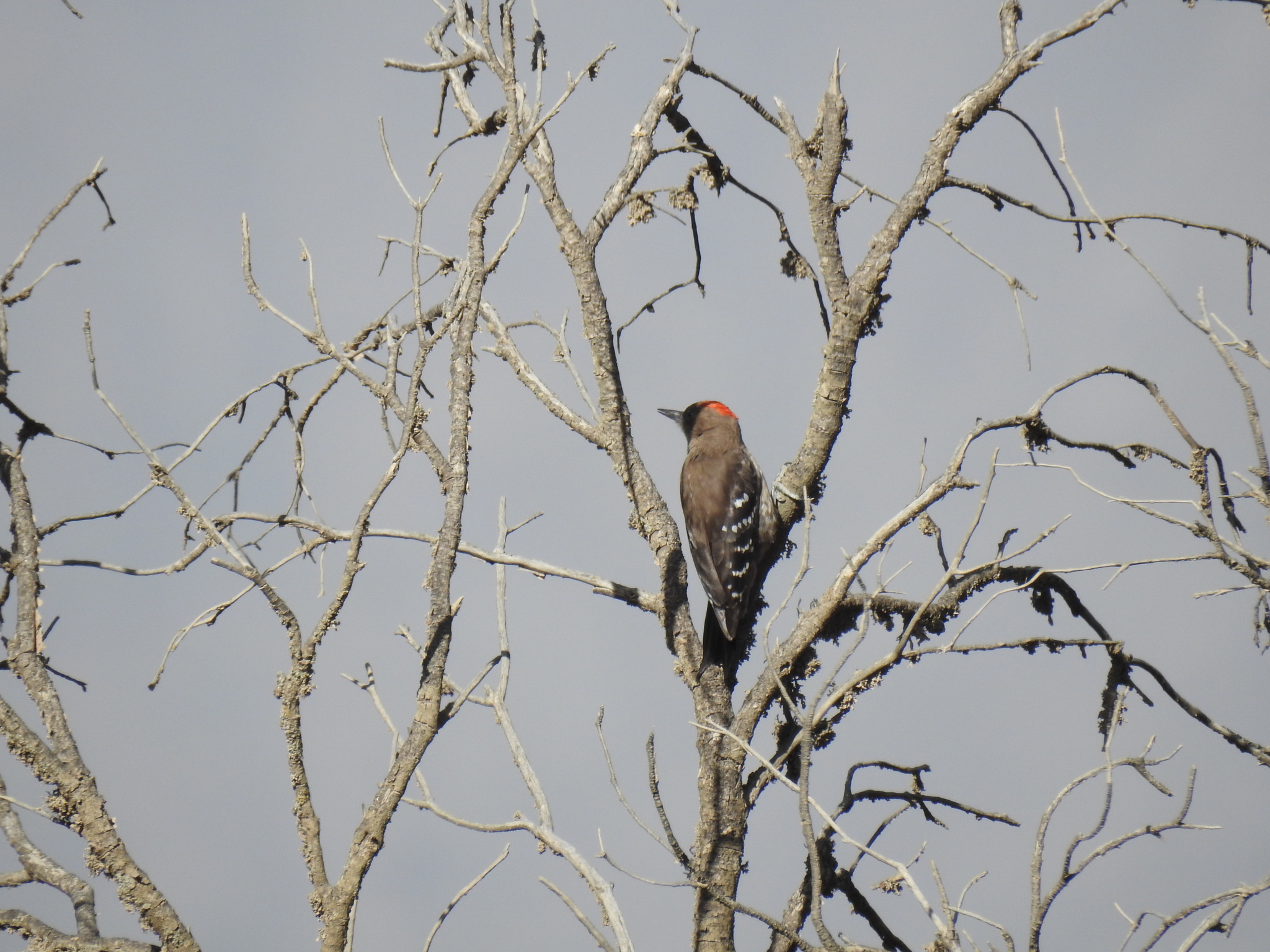 Arabian Woodpecker (Dendrocoptes dorae), photo 9