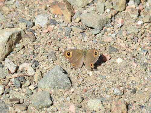 Arabian Wall Brown