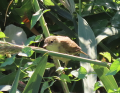 Acrocephalus scirpaceus