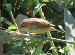 Acrocephalus scirpaceus