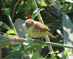 Acrocephalus scirpaceus