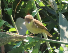 Acrocephalus scirpaceus