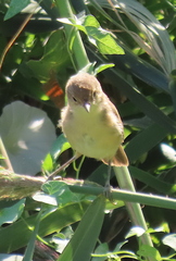 Acrocephalus scirpaceus