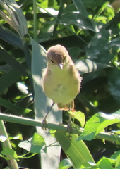 Acrocephalus scirpaceus