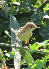 Acrocephalus scirpaceus