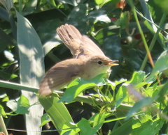 Acrocephalus scirpaceus