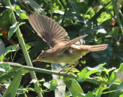 Acrocephalus scirpaceus