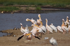 Pelecanus onocrotalus