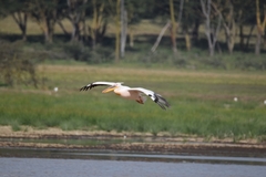 Pelecanus onocrotalus