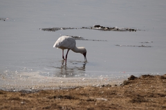 Platalea alba