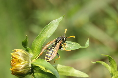 Polistes dominula