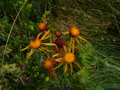 Tephroseris integrifolia