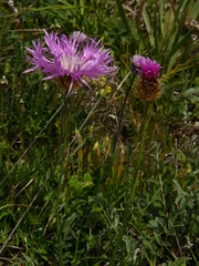 Psephellus caucasicus